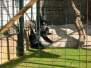  Siamang (zoo de la citadelle)